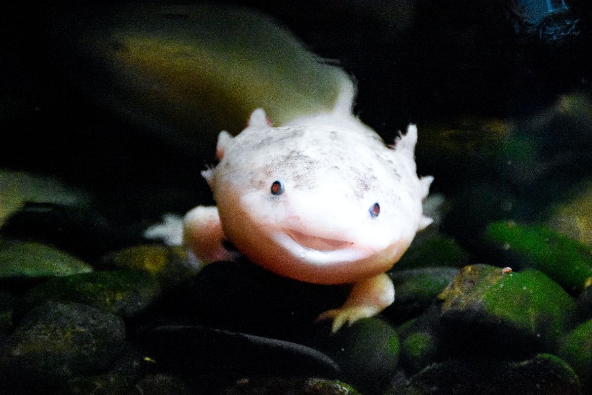 Axolotl.