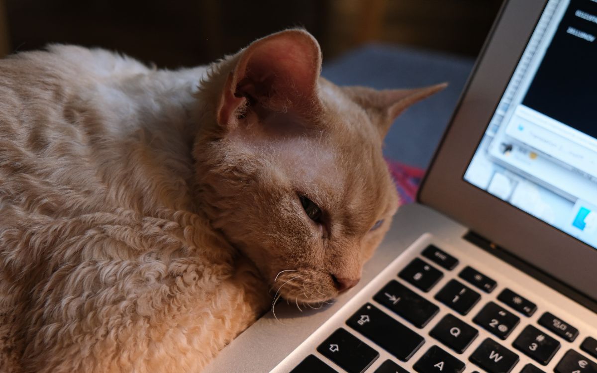 Devon Rex resting near laptop.