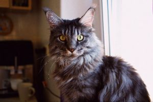 Gray Maine Coon cat.