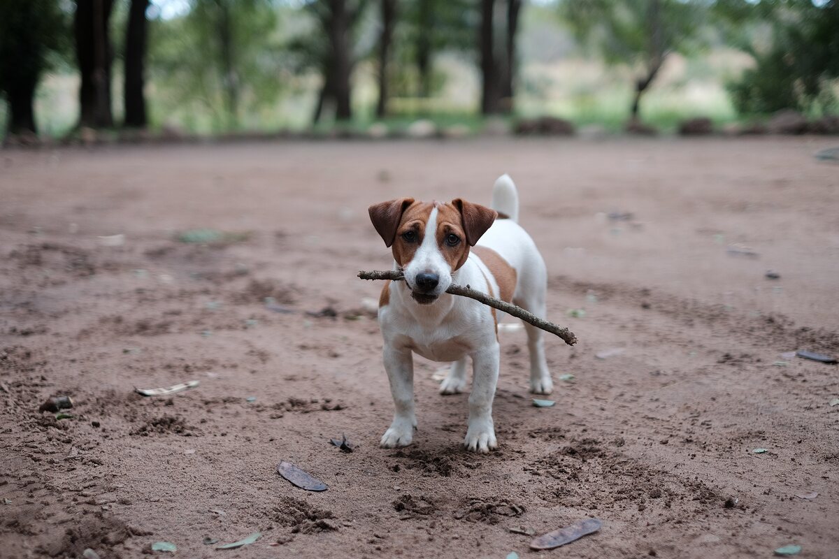 Jack Russell Terrier with a stick in his mouth.
