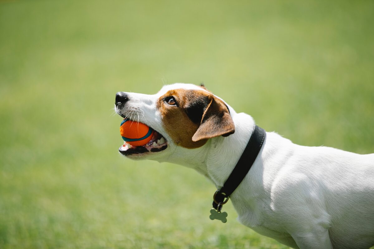 Jack Russell Terrier with a ball in his mouth.