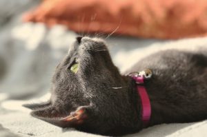 Russian Blue cat in a pink collar.