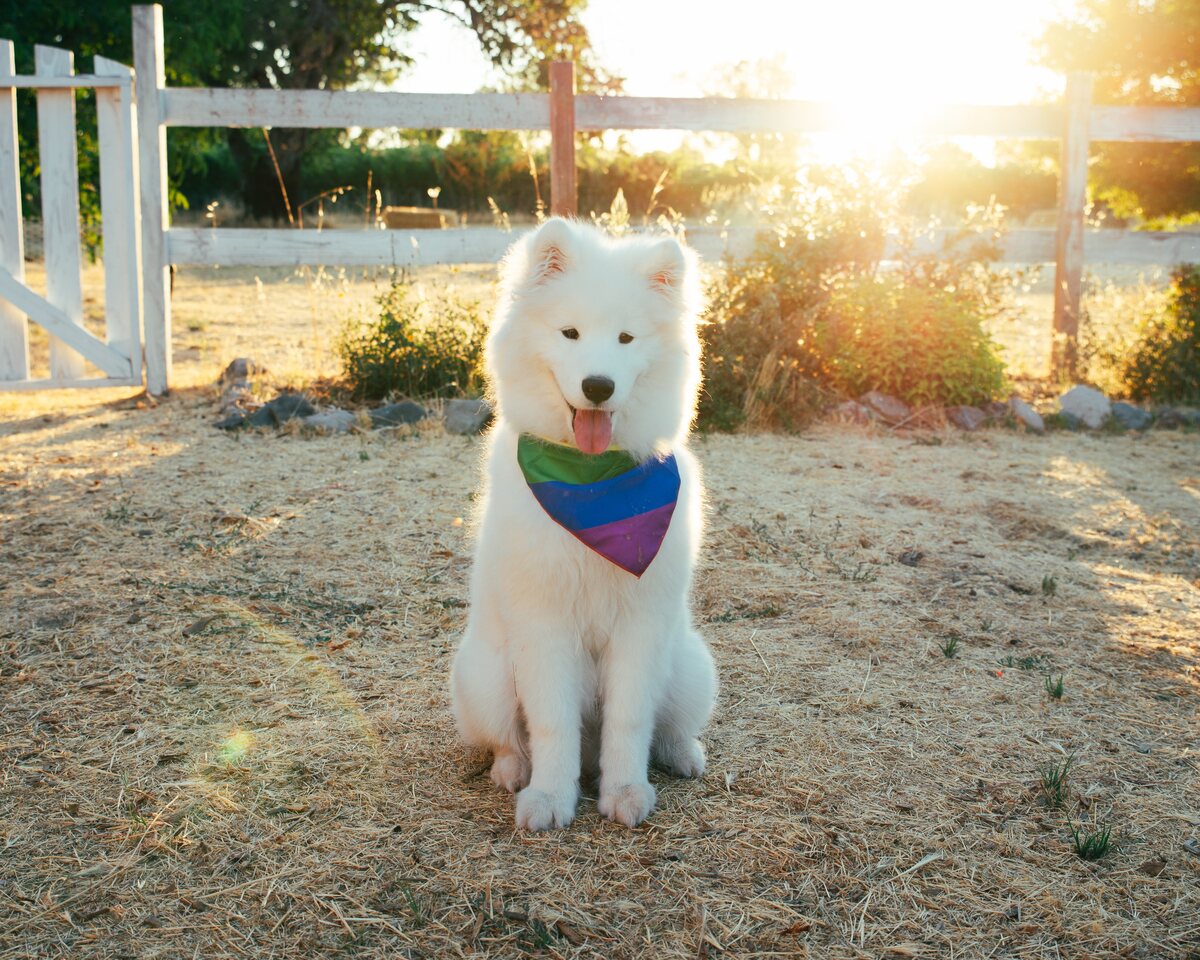 Samoyed wearing a colored bandana.