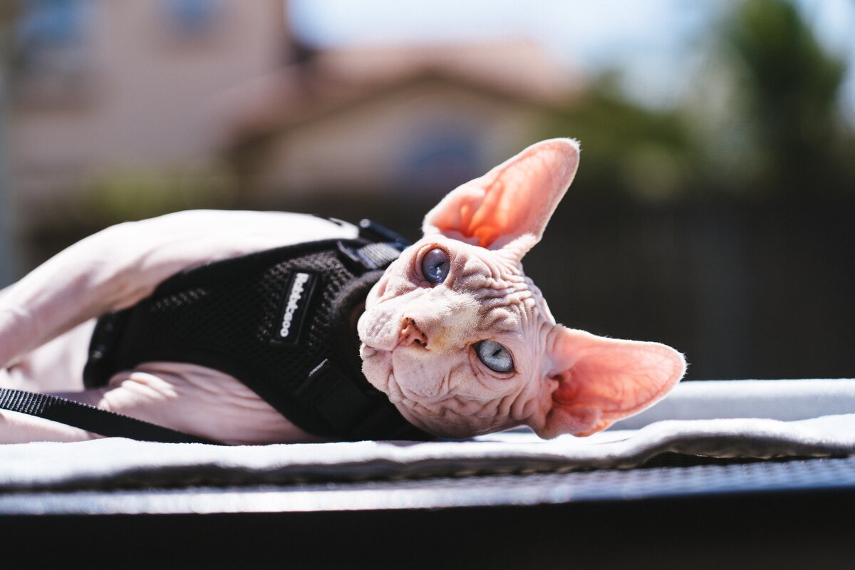 Sphynx Cat in a harness.