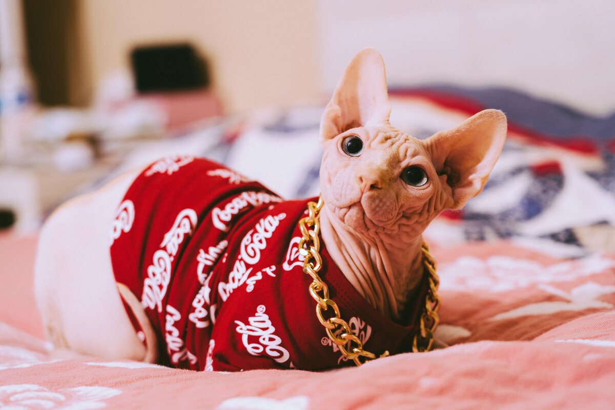 Sphynx Cat with a golden chain.
