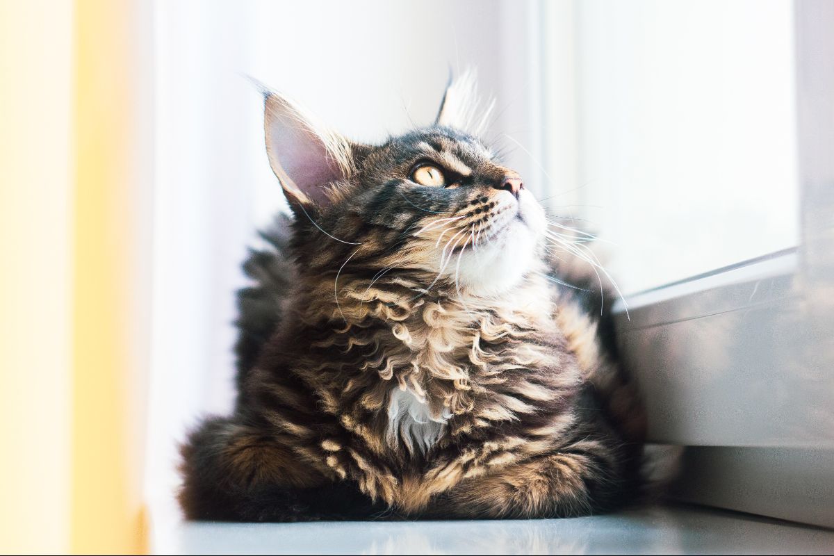 Tabby Maine Coon cat.