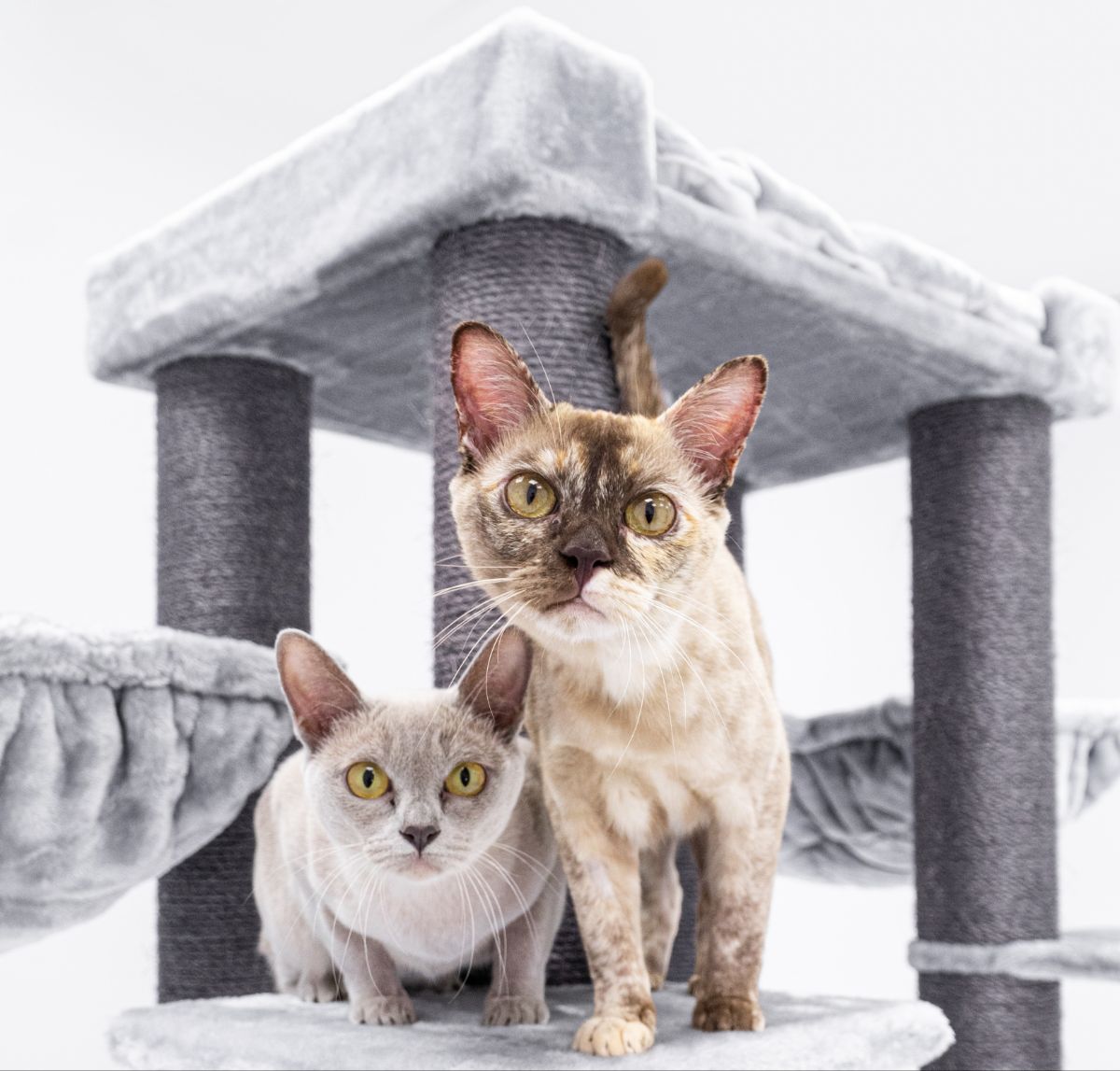 Two curious Burmese cats.