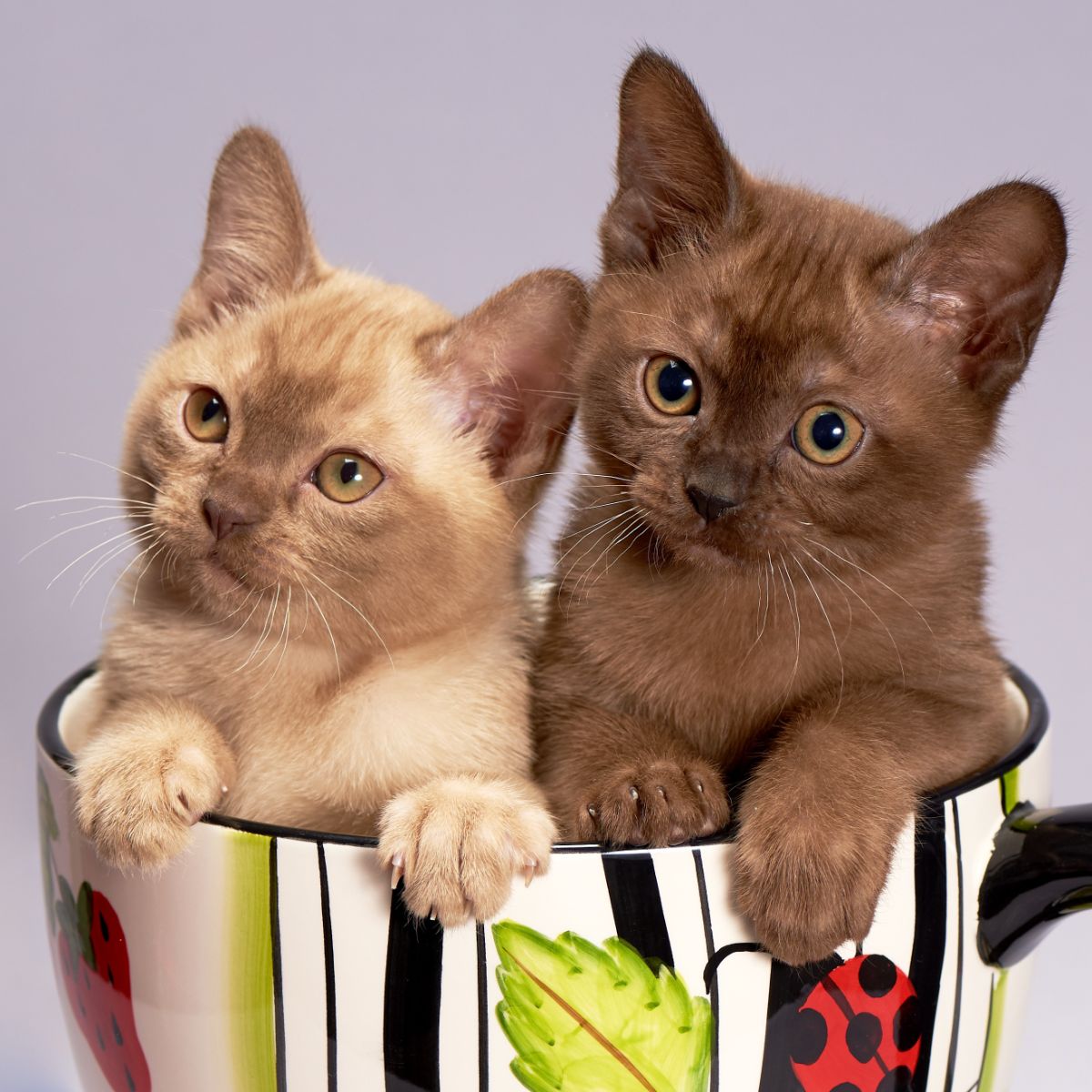 2 Burmese cats.