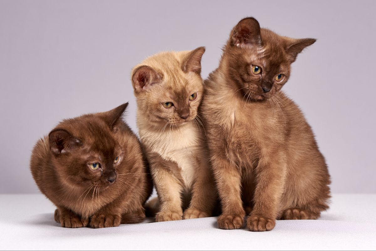 3 Burmese cats.