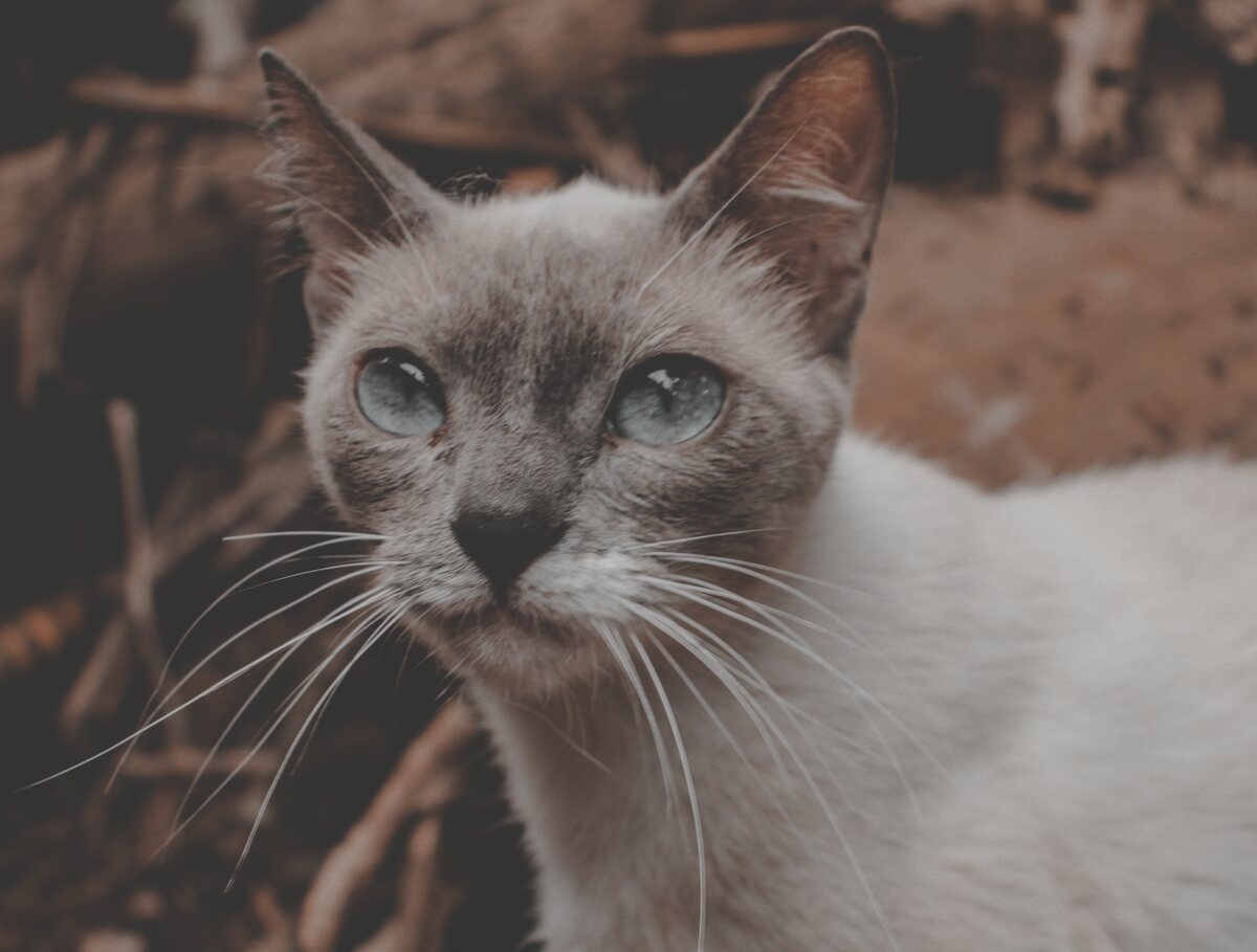 Burmese Cat.