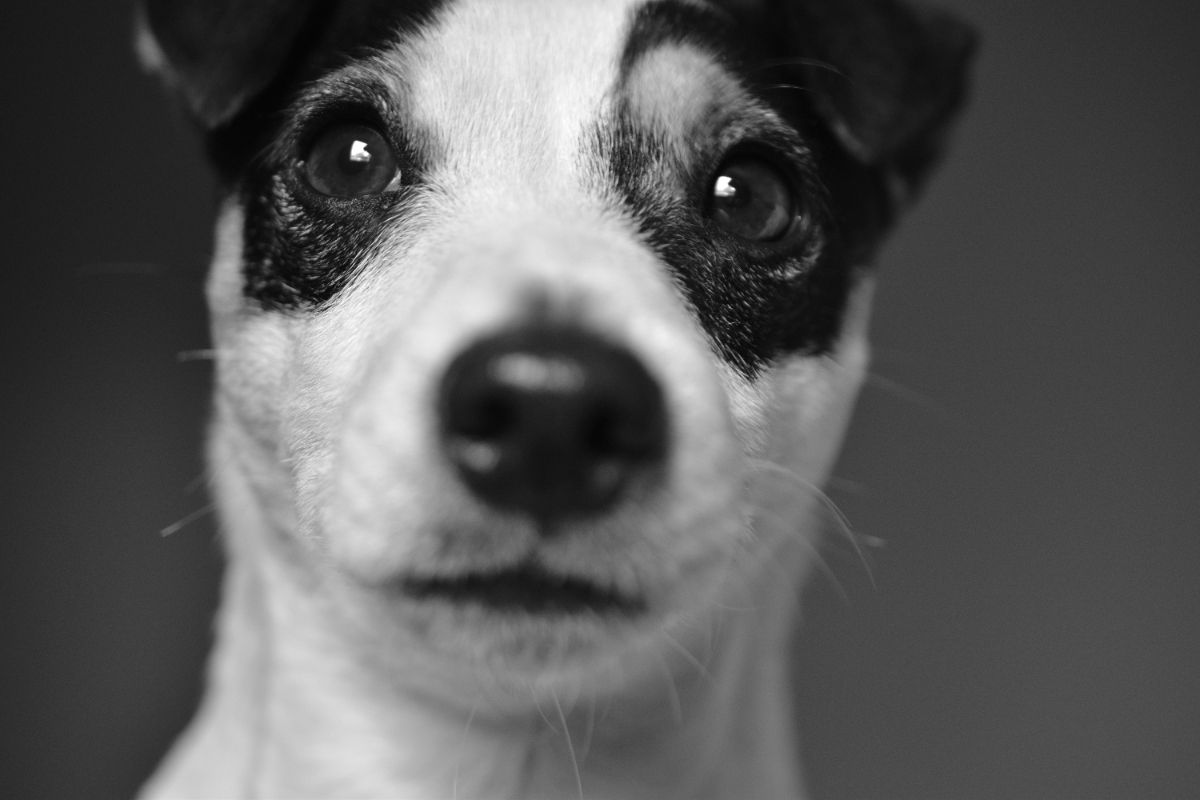 Jack Russell Terrier/