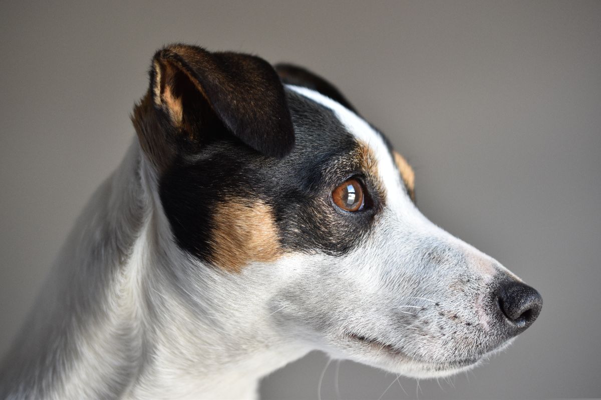 Jack Russell Terrier/