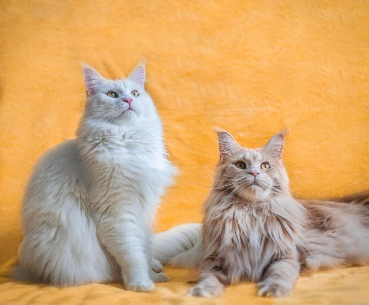 Two Maine Coon cats.