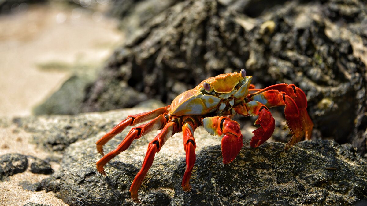 Red Claw Crab.