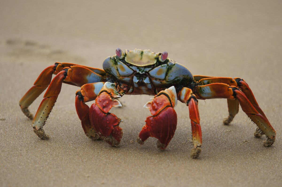 Red Claw Crab.