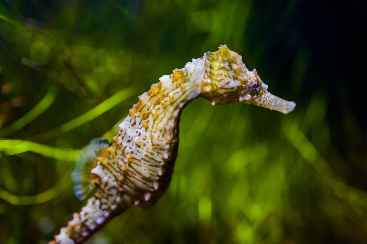 Yellow seahorse.