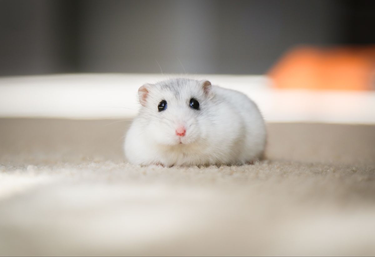Winter White Dwarf Hamster.